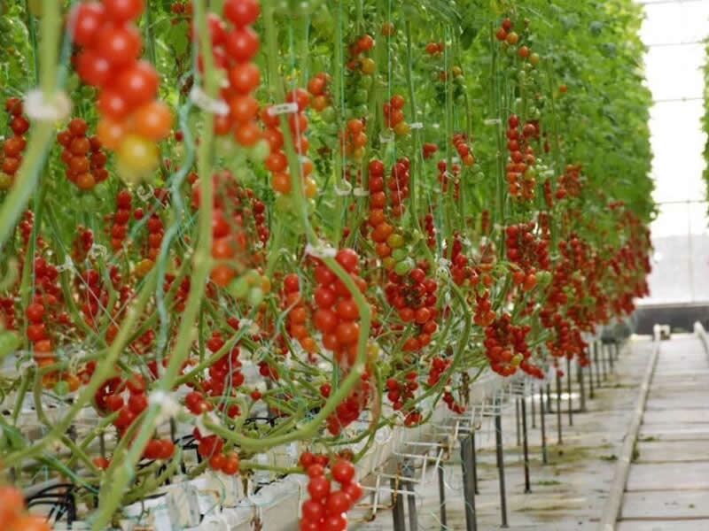 種植案例