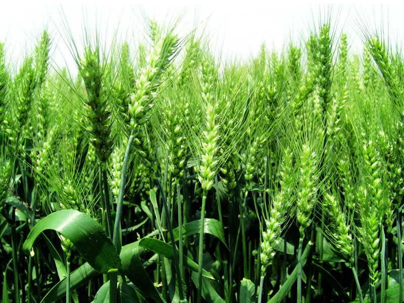 種植案例